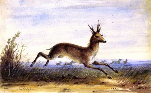 Antelope running